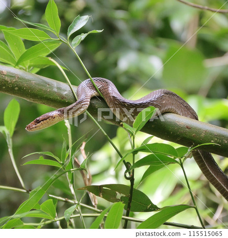 Snake. World snake day. 16 July. Attacking snake / Atheris nitschei. Snake in the tropical jungle between tree branches. Snake. World snake day. 16 July. Attacking snake / Atheris nitschei. Snake in the tropical jungle between tree branches. 115515065