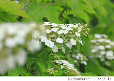 Oak-leaf hydrangea in full bloom - Snow Queen Oak-leaf hydrangea in full bloom - Snow Queen 115515217