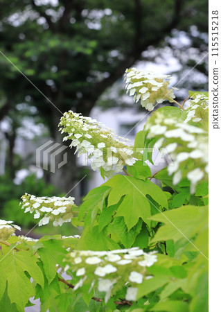 Oak-leaf hydrangea in full bloom - Snow Queen 115515218