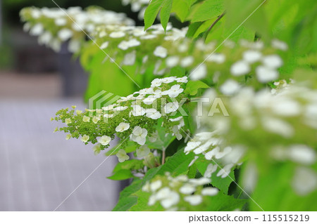 Oak-leaf hydrangea in full bloom - Snow Queen Oak-leaf hydrangea in full bloom - Snow Queen 115515219