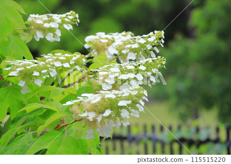 盛開的橡葉繡球花（Snowquin） 115515220