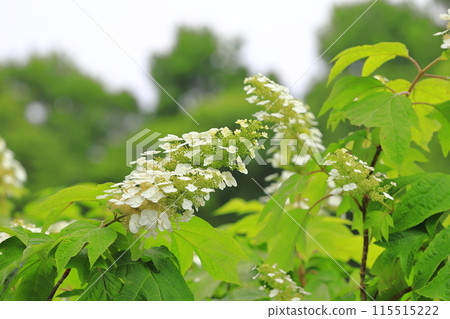 盛開的橡葉繡球花（Snowquin） 115515222