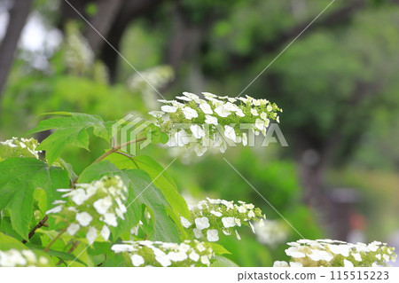 Oak-leaf hydrangea in full bloom - Snow Queen 115515223