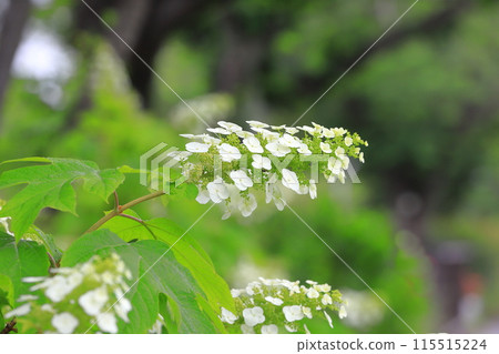 Oak-leaf hydrangea in full bloom - Snow Queen Oak-leaf hydrangea in full bloom - Snow Queen 115515224