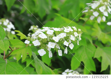 Oak-leaf hydrangea in full bloom - Snow Queen Oak-leaf hydrangea in full bloom - Snow Queen 115515225