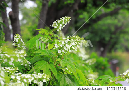Oak-leaf hydrangea in full bloom - Snow Queen Oak-leaf hydrangea in full bloom - Snow Queen 115515228