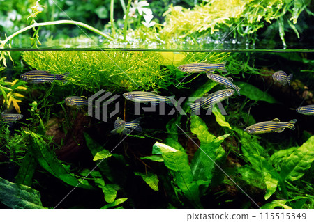 水族玻璃容器斑馬丹尼奧水族館佈局 115515349