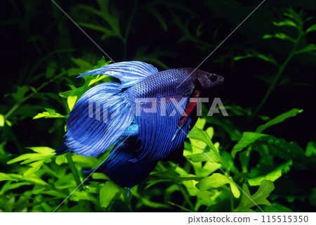 鬥魚鬥魚水族館 鬥魚鬥魚水族館 115515350