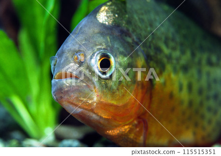Piranha's face, Piranha natterii, close-up 115515351