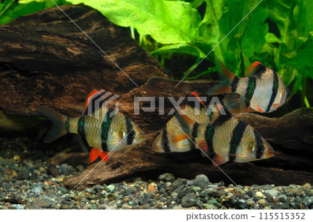 蘇門答臘鯉魚家族水族館 蘇門答臘鯉魚家族水族館 115515352