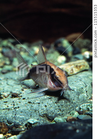 Corydoras Corydoras arcatas 鯰魚伴侶 Corydoras Corydoras arcatas 鯰魚伴侶 115515353