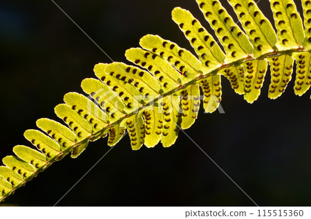 蕨葉特寫，蕨類植物，黑色背景，圖形素材 115515360