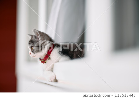 kitten peeking out of the window 115515445