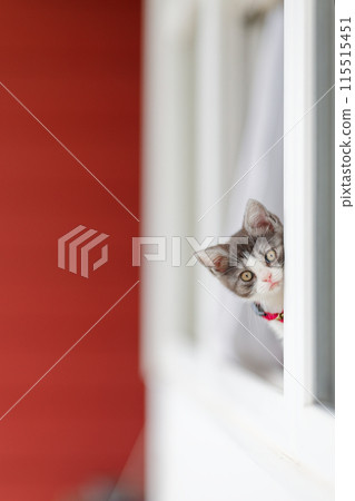 kitten peeking out of the window 115515451