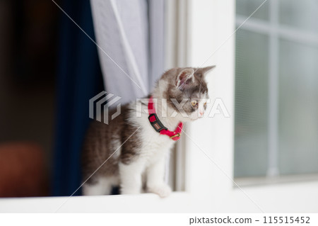 小貓從窗外偷看 115515452