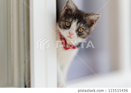kitten peeking out of the window 115515456