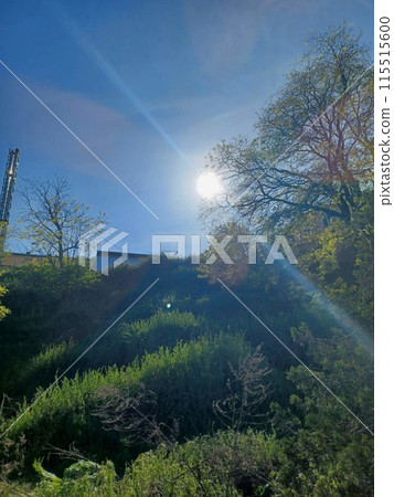 sky, trees, landscape 115515600
