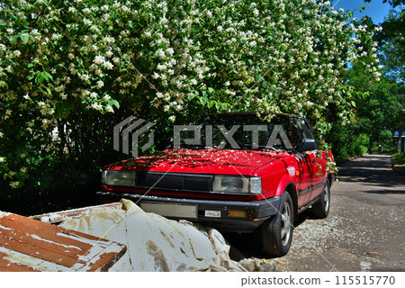 An overgrown jasmine bush hangs over an old sedan.An old Japanese car stands in a corner of the yard under an overhanging jasmine bush, hiding from the sun's rays. 115515770