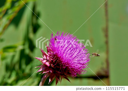 A flying bee towards a wild flower.Pink flower on a green background with bokeh effect  and a flying bee. 115515771