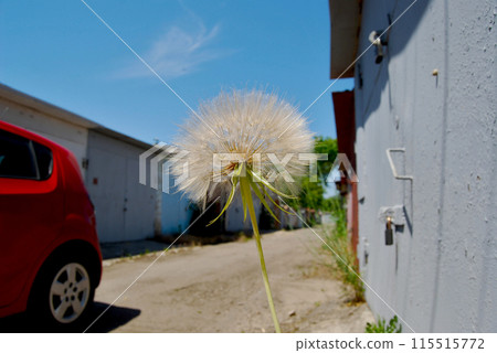dandelion, fluffy, car 115515772