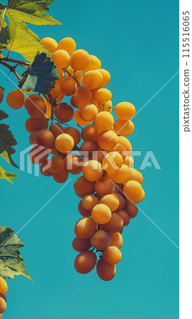 Ripe Golden Grapes Hanging Against Clear Blue Sky Ripe Golden Grapes Hanging Against Clear Blue Sky 115516065