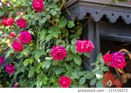 Roses in the Rose Garden Area at Nakanojo Gardens 115516072