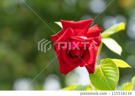 初夏玫瑰園，勃根地 115516116