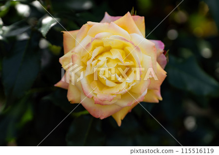 初夏玫瑰園,華麗的熱帶冰淇淋 初夏玫瑰園,華麗的熱帶冰淇淋 115516119