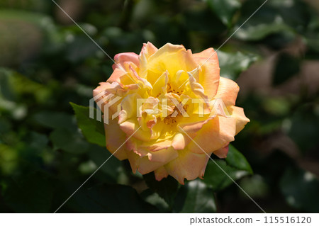 初夏玫瑰園，華麗的熱帶冰淇淋 115516120