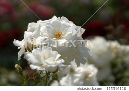 初夏的玫瑰園，純白的冰山 115516128