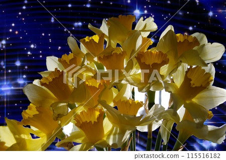 Bouquet of beautiful flowers.Yellow daffodil, a very fragrant flower. Bouquet of beautiful flowers.Yellow daffodil, a very fragrant flower. 115516182