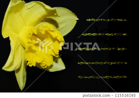Beautiful flower and place for text. Yellow daffodil, a very fragrant flower. Beautiful flower and place for text. Yellow daffodil, a very fragrant flower. 115516193