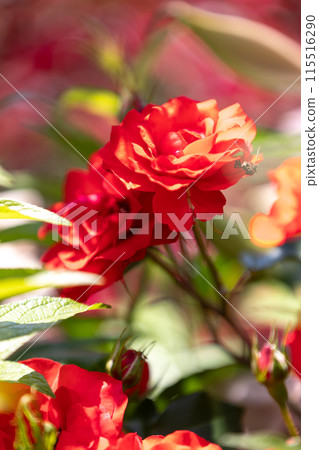 中之條花園玫瑰花園區的玫瑰 115516290