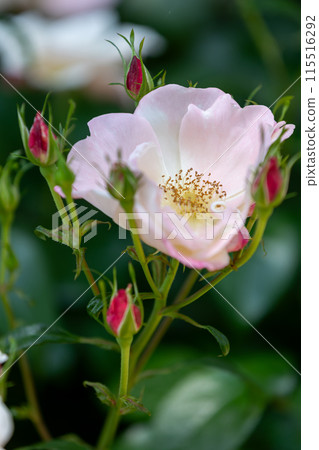中之條花園玫瑰花園區的玫瑰 中之條花園玫瑰花園區的玫瑰 115516292