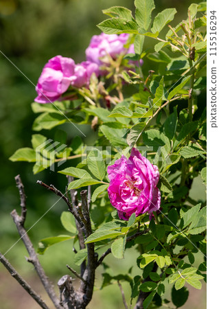 Roses in the Rose Garden Area at Nakanojo Gardens 115516294