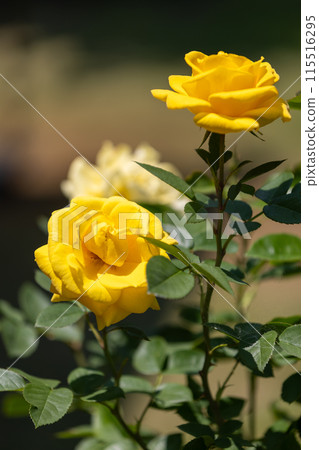 中之條花園玫瑰花園區的玫瑰 115516295