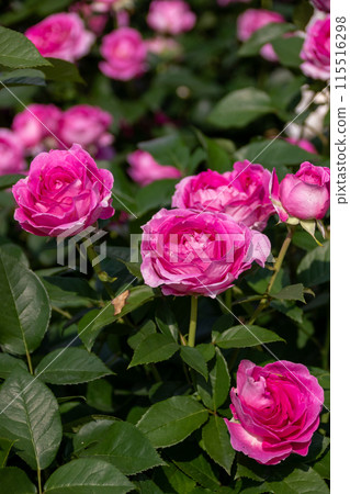 Roses in the Rose Garden Area at Nakanojo Gardens Roses in the Rose Garden Area at Nakanojo Gardens 115516298