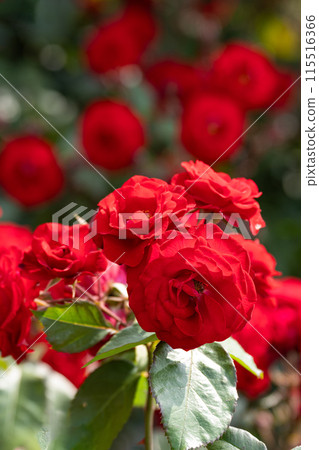 Early summer rose garden, bright red Europiana 115516366