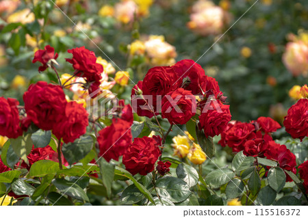 Early summer rose garden, bright red Europiana Early summer rose garden, bright red Europiana 115516372