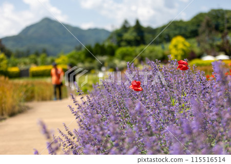 Nakanojo Gardens Spiral Field Lavender 115516514