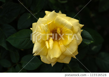 Early summer rose garden, yellow roses Early summer rose garden, yellow roses 115516528