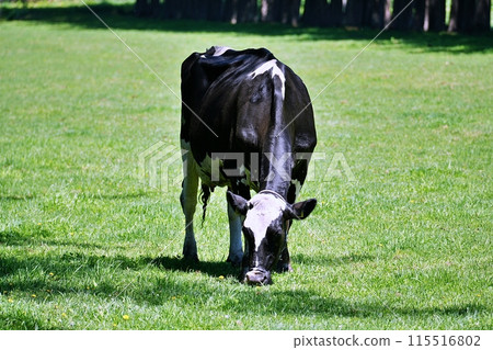 北海道牧場 115516802