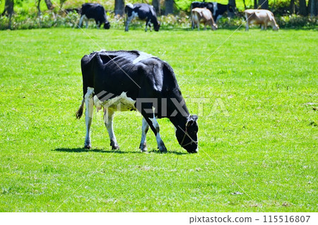 Hokkaido ranch 115516807