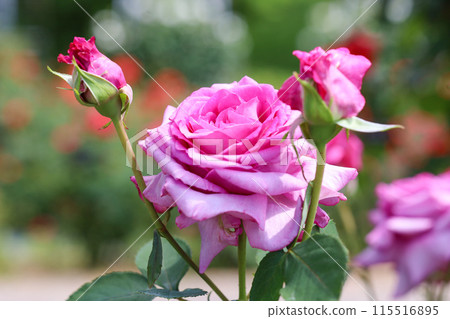 粉紅色的玫瑰花在玫瑰園裡盛開 115516895