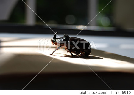 Beautiful rhinoceros beetle.A red-brown beetle with a massive body, it belongs to the Coleoptera species. Very loud when flying. 115516910