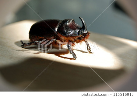 Beautiful rhinoceros beetle.A red-brown beetle with a massive body, it belongs to the Coleoptera species. Very loud when flying. Beautiful rhinoceros beetle.A red-brown beetle with a massive body, it belongs to the Coleoptera species. Very loud when flying. 115516913