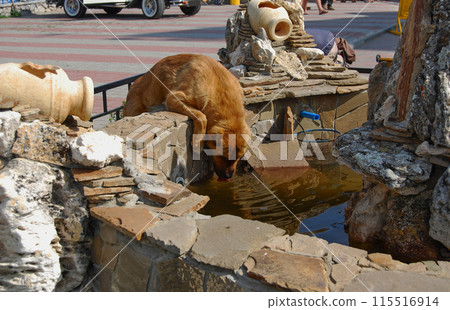 The dog quenches his thirst.A red-haired Alabai drinks from a non-working fountain. 115516914