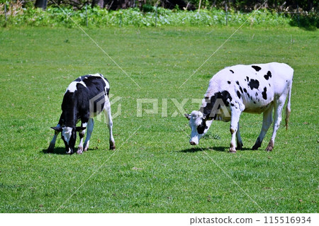 Hokkaido ranch Hokkaido ranch 115516934
