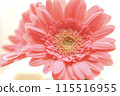 Brilliant Gerbera 115516955