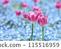 Pink tulips blooming in a field of nemophila 115516959